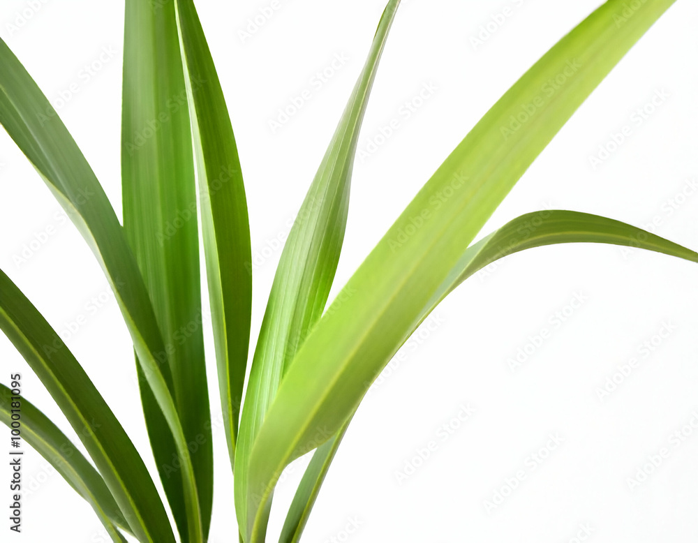 Green palm leaves against a white background Green palm leaves against a white background
