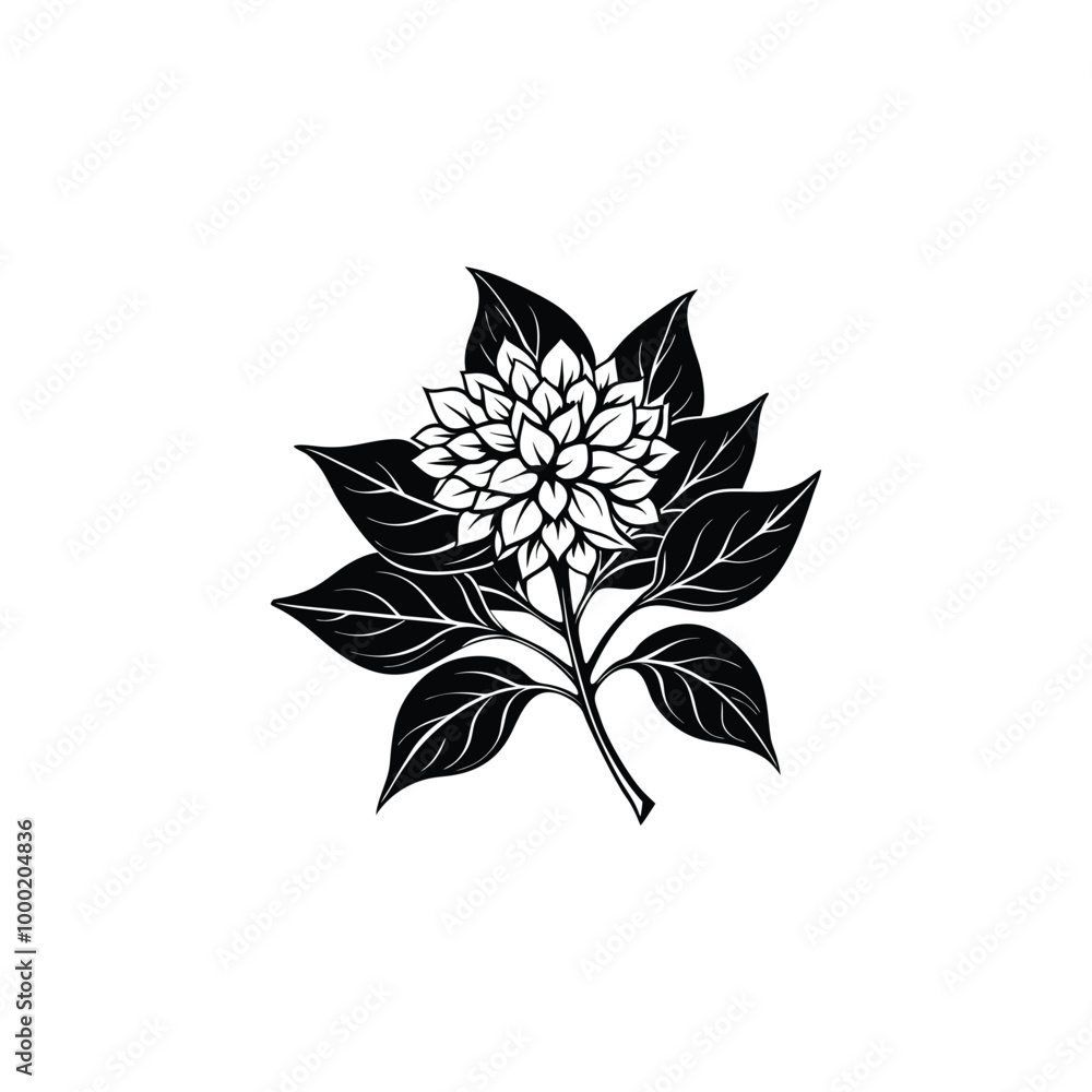 Jasmine flower Jasmine flower