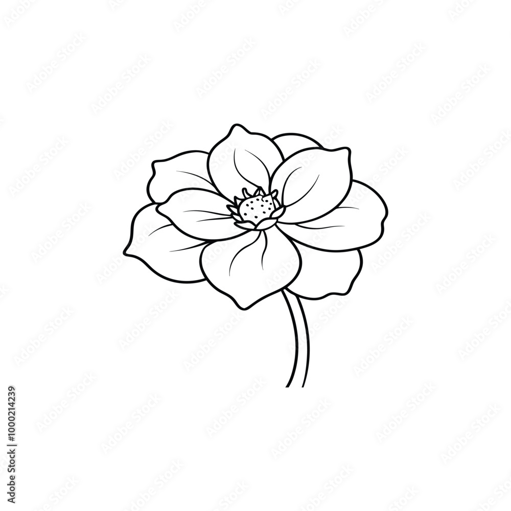 Anemone Flower Anemone Flower