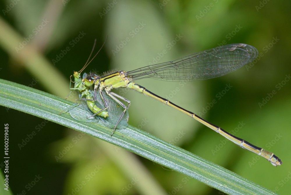 damselfly eating green lacewing on a grass blade damselfly eating green lacewing on a grass blade