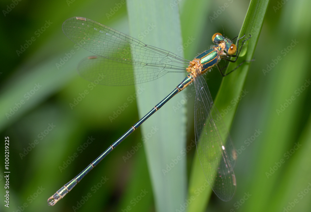 Emerald damselfly Lestes sponsa sitting on a plant stem Emerald damselfly Lestes sponsa sitting on a plant stem