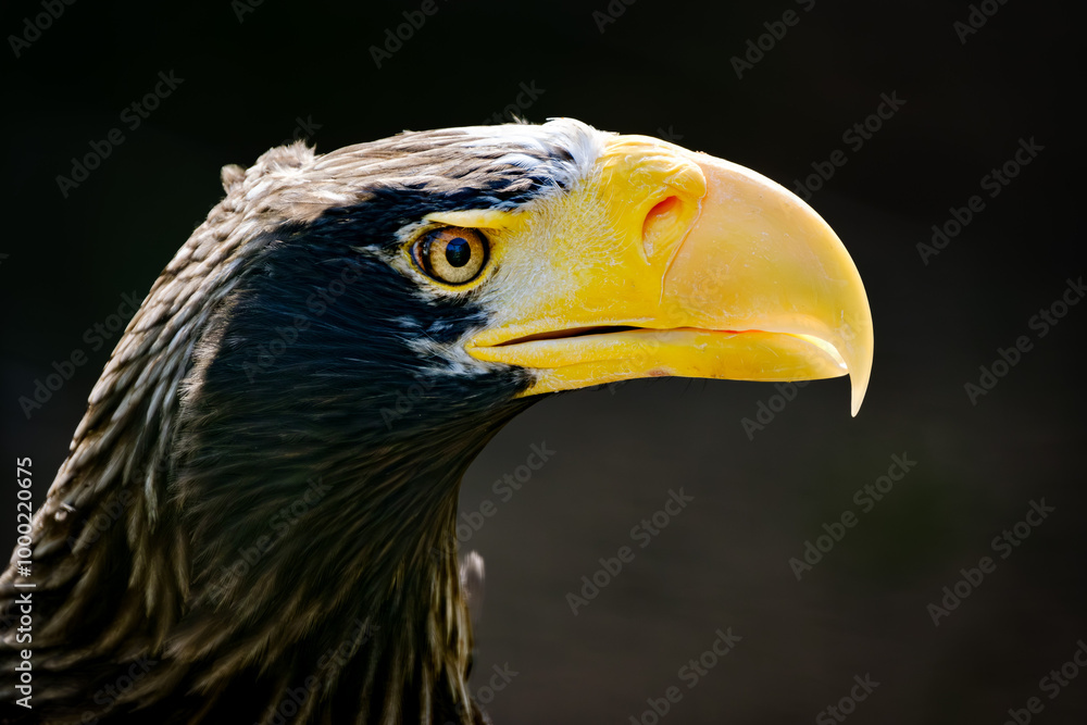 portrait of a bald eagle portrait of a bald eagle