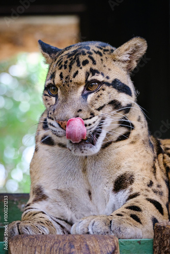 clouse up portrait of clouded leopard