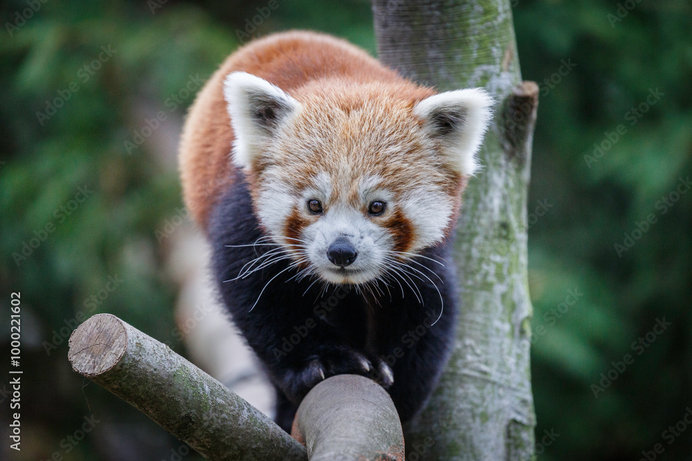 Fototapeta premium close up portrait of red panda