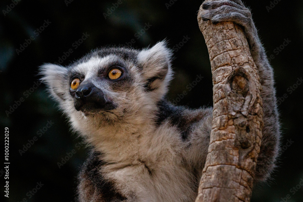 Obraz premium lemur catta in the nature