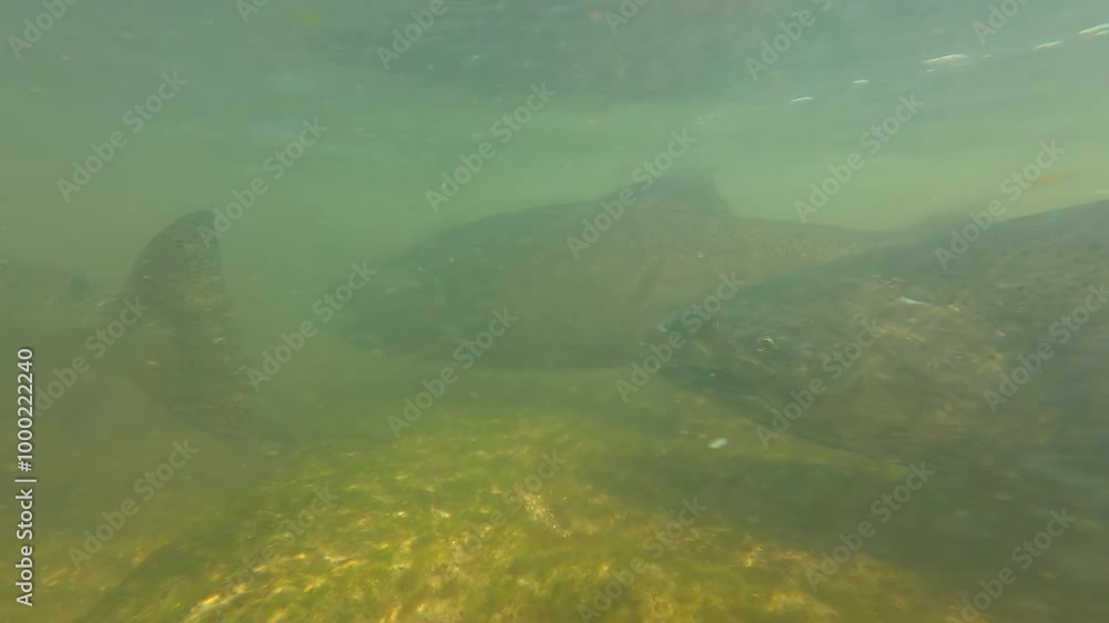 Salmon underwater close up shot of schooling fish migration in freshwater stream or creek at Ganaraska river. Upstream spawning place in Port Hope, Ontario, Canada. Waterfall with plenty of salmon. Salmon underwater close up shot of schooling fish migration in freshwater stream or creek at Ganaraska river. Upstream spawning place in Port Hope, Ontario, Canada. Waterfall with plenty of salmon.