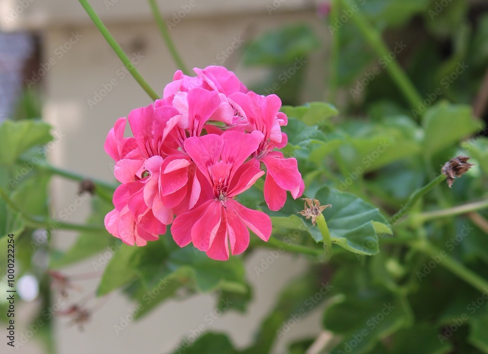Obraz premium Pink Ivy geranium flower growing in a garden. Pelargonium peltatum