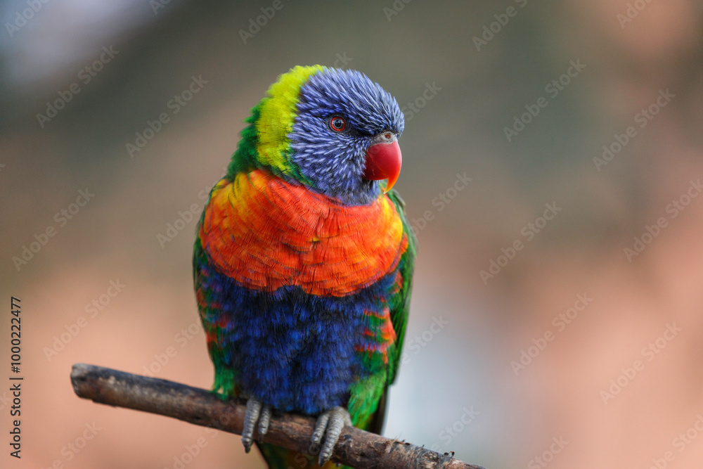 rainbow lorikeet on a branch rainbow lorikeet on a branch