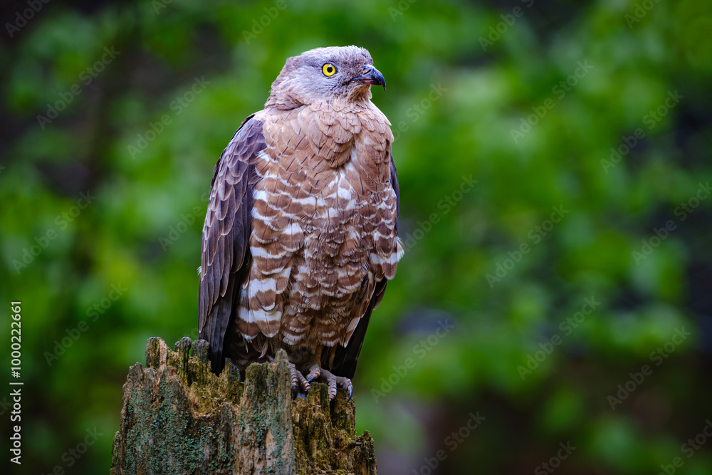 red tailed hawk red tailed hawk