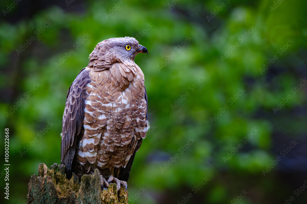 red tailed hawk red tailed hawk