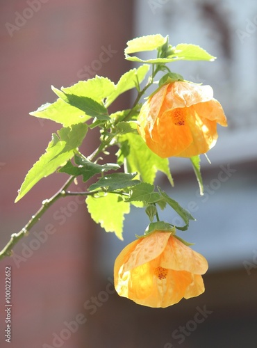 Flowers and foliage of a Redvein Chinese lantern plant. Callianthe picta photo