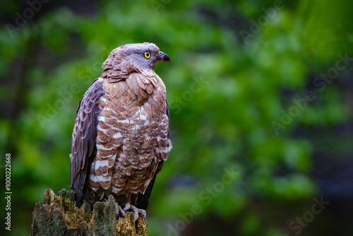 red tailed hawk