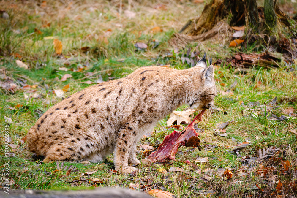 Obraz premium lynx eating a bit of venison
