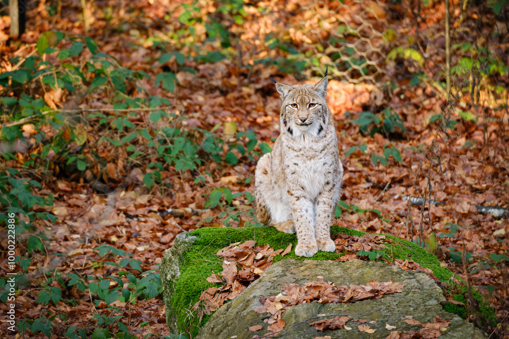 Naklejka premium big cat lynx sitting on the rock