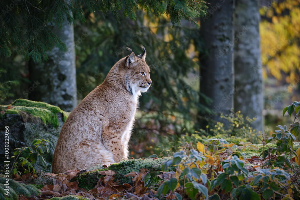 Obraz premium big cat lynx sitting on the rock