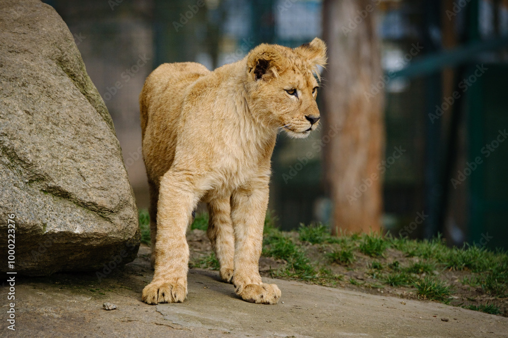 Fototapeta premium baby lion cat is walking around