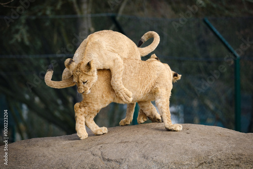 two baby lions is playing togehter photo