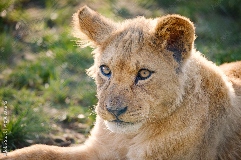 close up portrait of baby lion close up portrait of baby lion