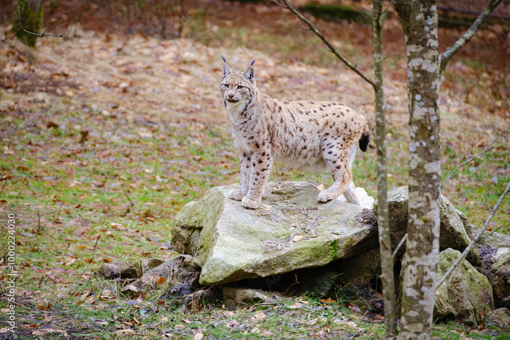 Obraz premium very rare lynx cat in the forest