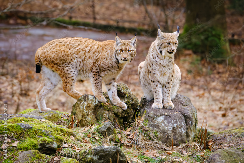 Obraz premium two lynxes , mum and his baby in the run