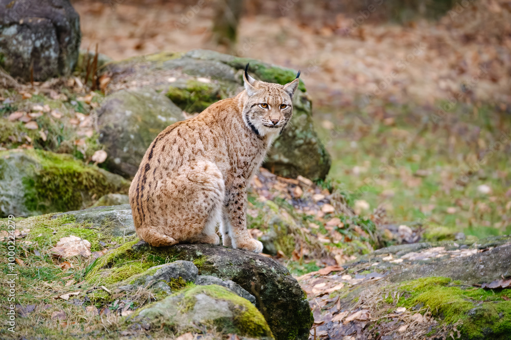 Obraz premium very rare lynx cat sittingi in the forest