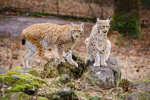 two lynxes , mum and his baby in the run