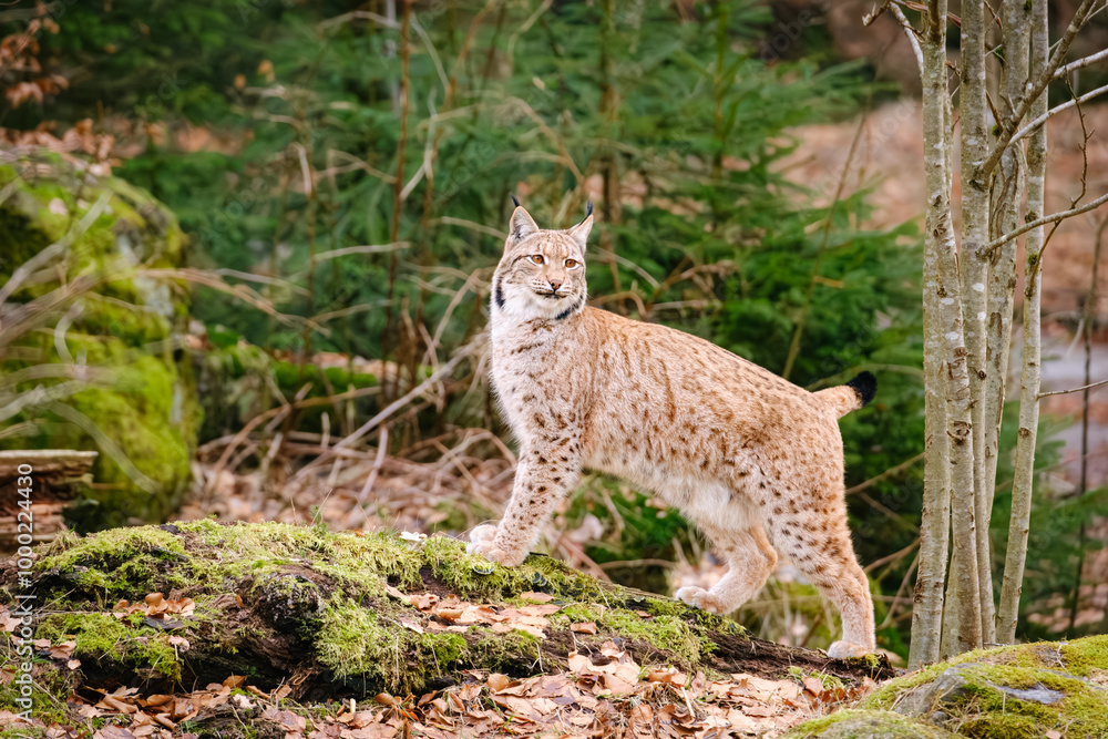 Fototapeta premium very rare lynx cat in the forest
