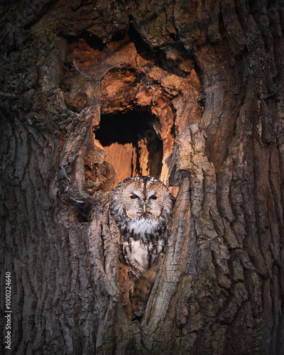 Tawny Owl Nestled in the Heart of the Tree in the morning light
