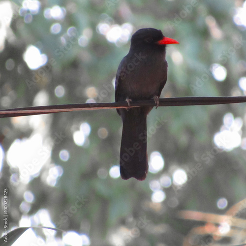 ember beak bird (Monasa nigrifrons) in Cuiabá, MT, Brazil. photo