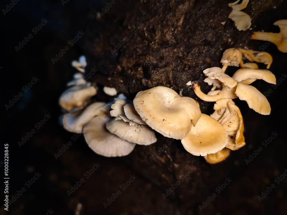 mushroom growing on dry fallen tree trunk on dark background mushroom growing on dry fallen tree trunk on dark background