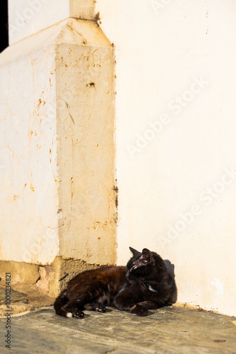 Chat dans les ruelles de Cadaqués à côté de l’Església Santa María photo