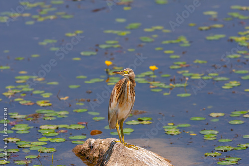 bird watching around on the stone, Squacco Heron, Ardeola ralloides