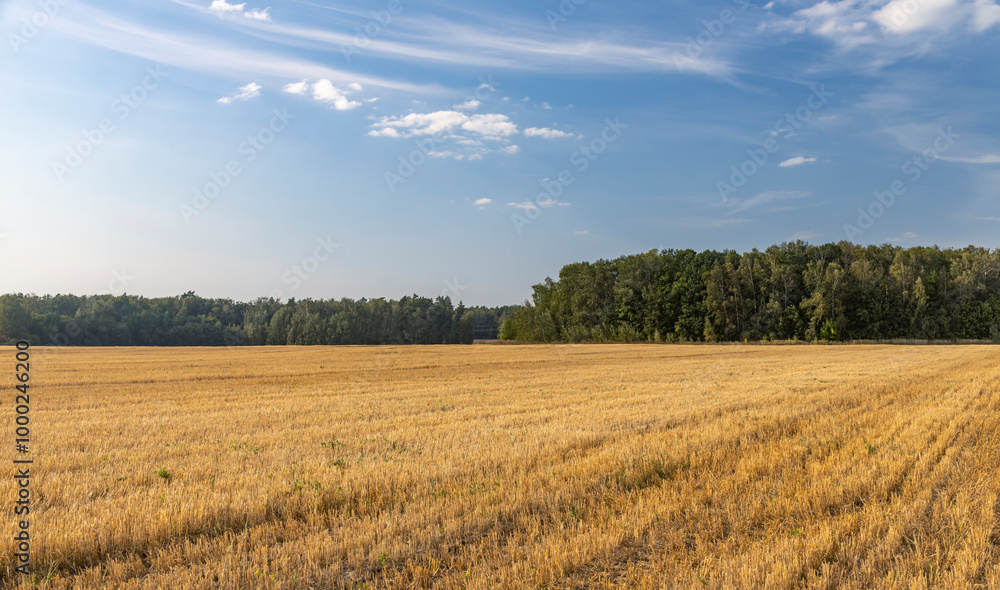 A field of golden wheat with a clear blue sky in the background A field of golden wheat with a clear blue sky in the background