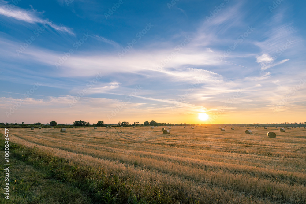 A field of golden wheat with a bright sun in the sky A field of golden wheat with a bright sun in the sky