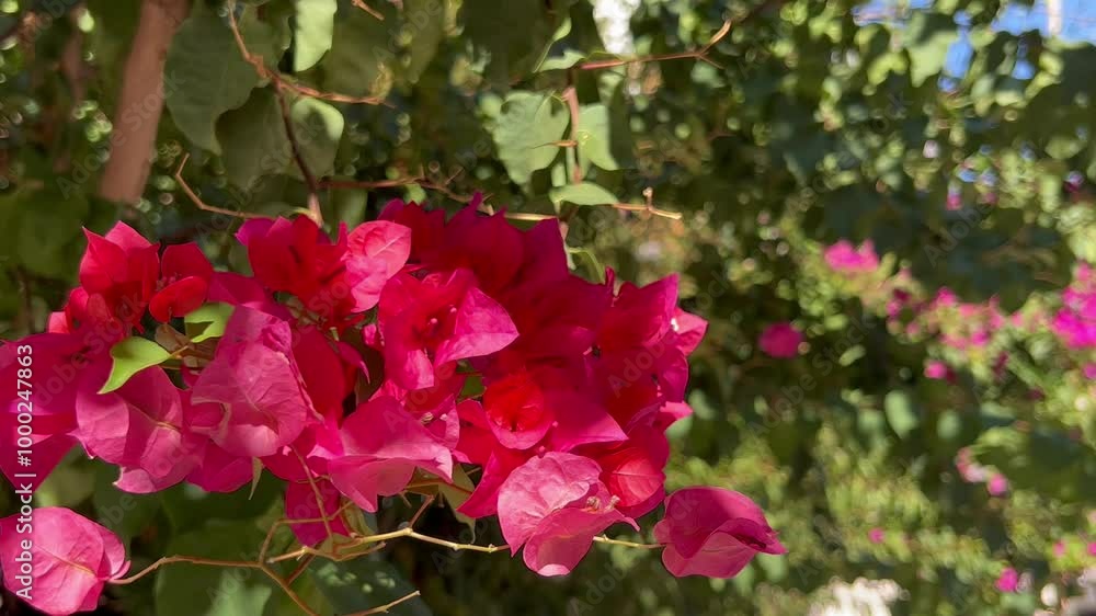 Bougainvillea flowers in spring over the streets Mykonos Bougainvillea flowers in spring over the streets Mykonos
