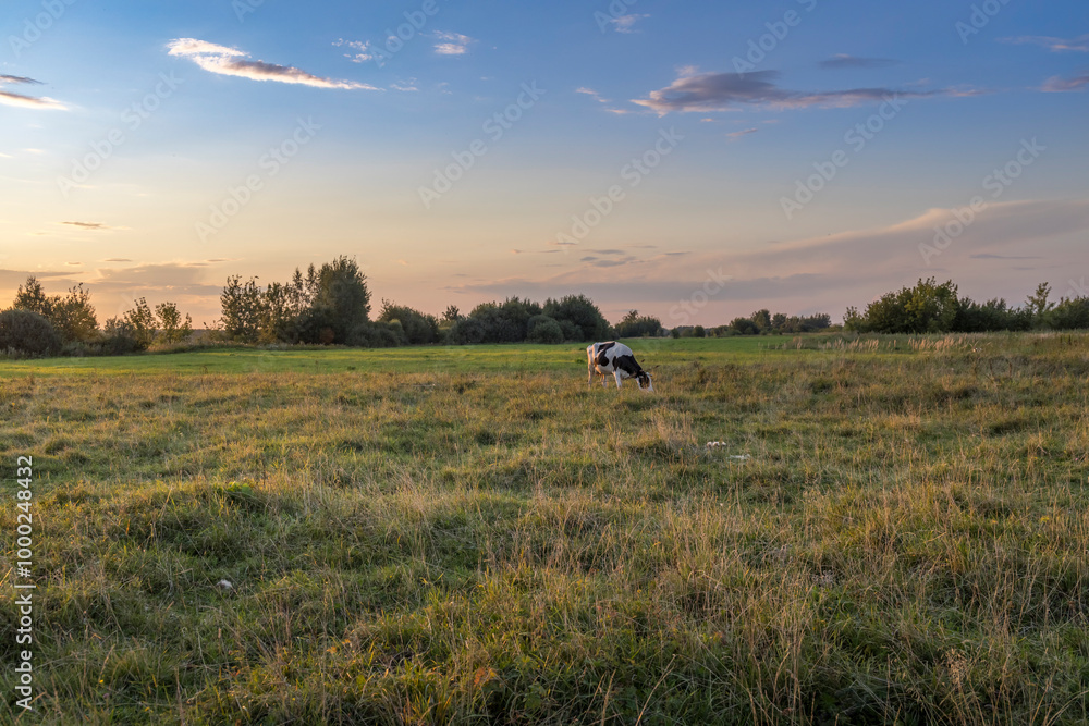 A cow is grazing in a field with a beautiful blue sky in the background A cow is grazing in a field with a beautiful blue sky in the background