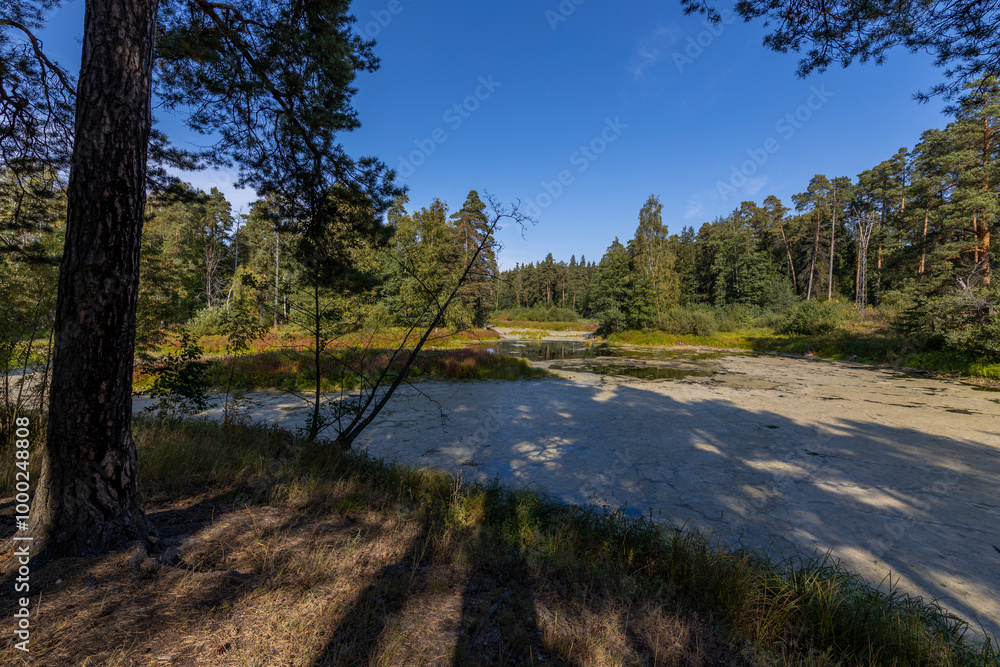 A pond with trees in the background A pond with trees in the background