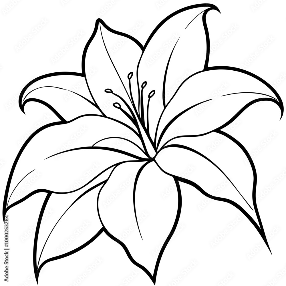Sketch floral blooming lily Sketch floral blooming lily