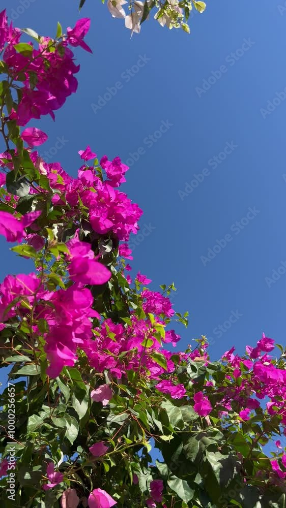 Bougainvillea flowers in spring over the streets Mykonos Bougainvillea flowers in spring over the streets Mykonos