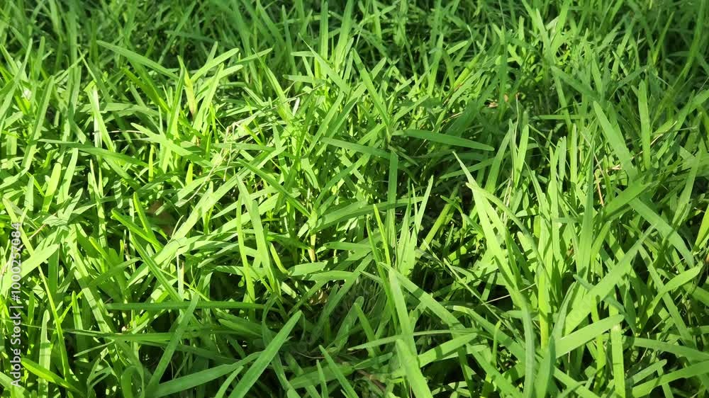 Green grasses in a city park with sunlight Green grasses in a city park with sunlight