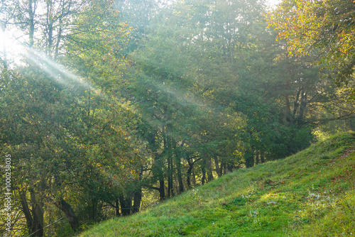 Soft morning sunbeams gently illuminate the picturesque autumn colored forest. Scenic shot of an empty grassy hill leading to an idyllic deciduous tree forest illuminated by the warm fall sunshine. photo