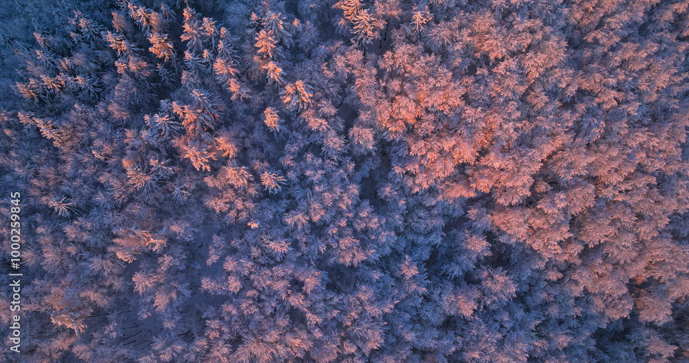 AERIAL, TOP DOWN: Pink hued sunset illuminates the snow-capped canopies of a dense forest covering the Slovenian countryside. Flying above a snowy coniferous woodland illuminated by the setting sun. AERIAL, TOP DOWN: Pink hued sunset illuminates the snow-capped canopies of a dense forest covering the Slovenian countryside. Flying above a snowy coniferous woodland illuminated by the setting sun.