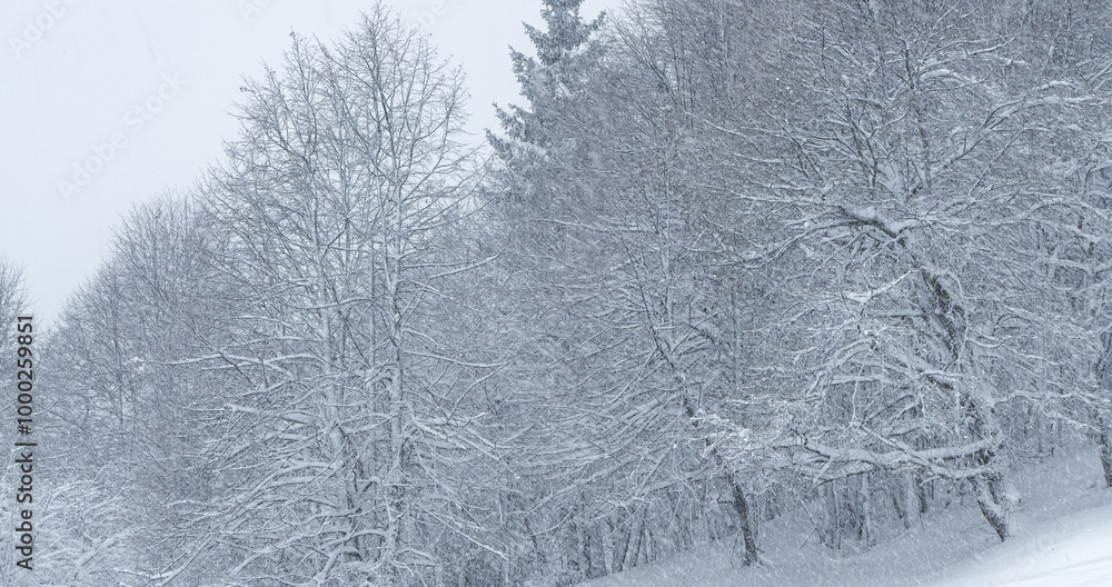 Fototapeta premium Bare deciduous tree forest endures an intense snowstorm on a freezing winter day in January. Raging blizzard engulfs the bare woodlands on a cold December day in the remote Slovenian countryside.