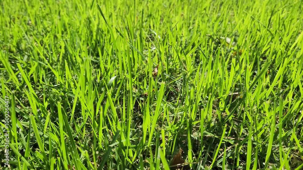 Green grass in a city park with sunlight Green grass in a city park with sunlight