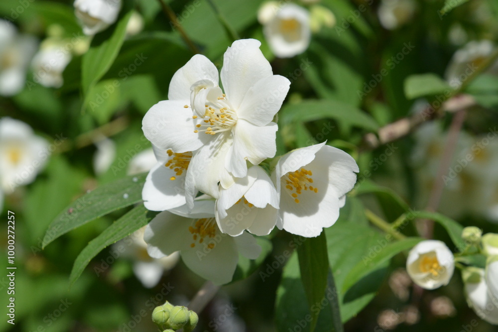 Fototapeta premium white flowers in the garden