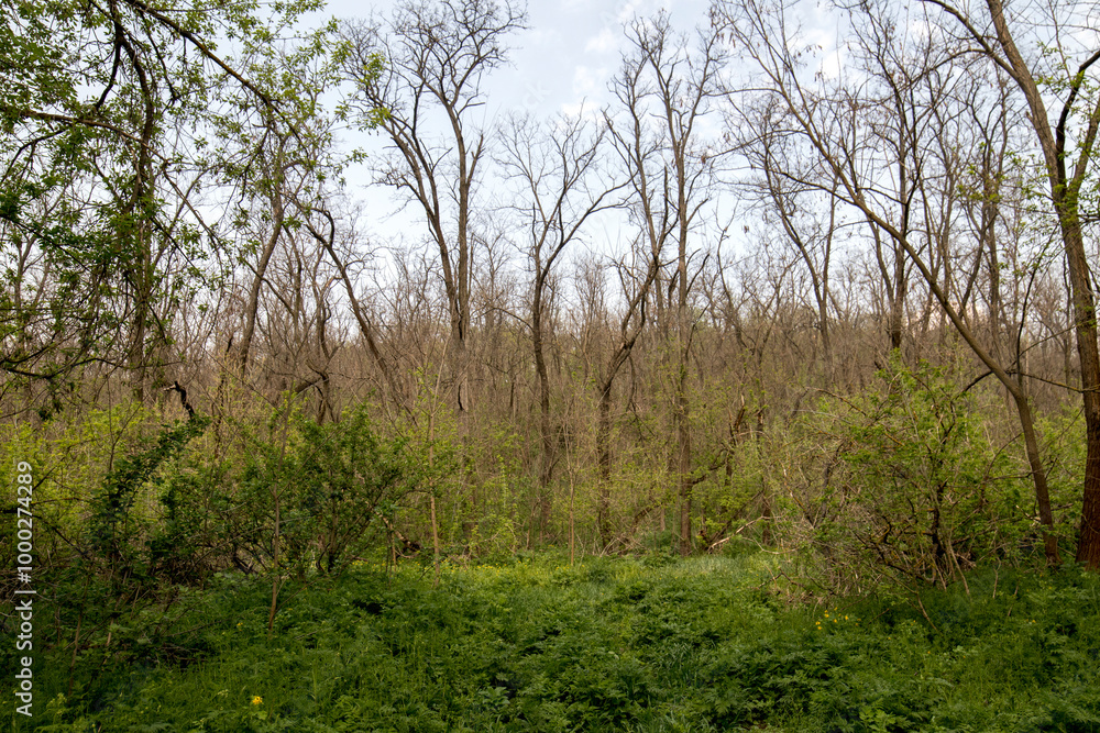 A beautiful spring forest. Young trees with green leaves. Landscape