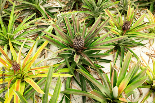 Wallpaper Mural Pineapple cultivation plantation on pineapple fruit growing close up view in the green house Torontodigital.ca
