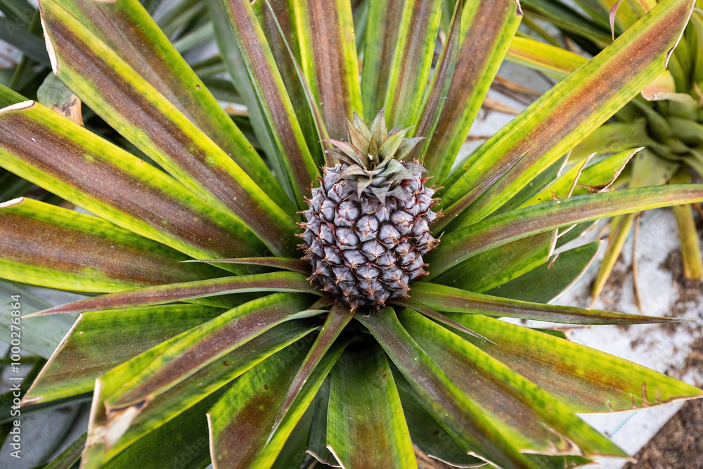 Pineapple cultivation plantation on pineapple fruit growing close up view in the green house