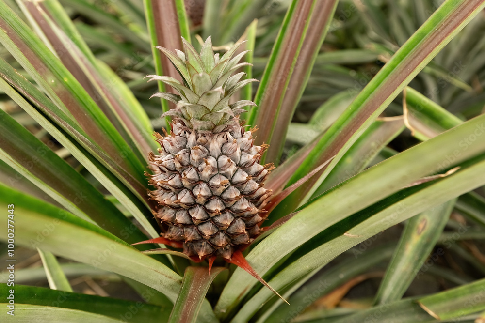 Pineapple cultivation plantation on pineapple fruit growing close up view in the green house Pineapple cultivation plantation on pineapple fruit growing close up view in the green house