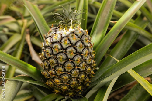 Pineapple cultivation plantation on pineapple fruit growing close up view in the green house